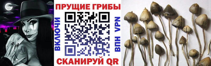 Галлюциногенные грибы ЛСД  Купить  Липецк 